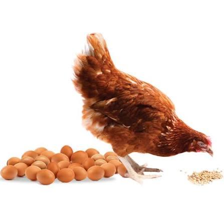 The use of ND+ AD on layers and Broilers Broi