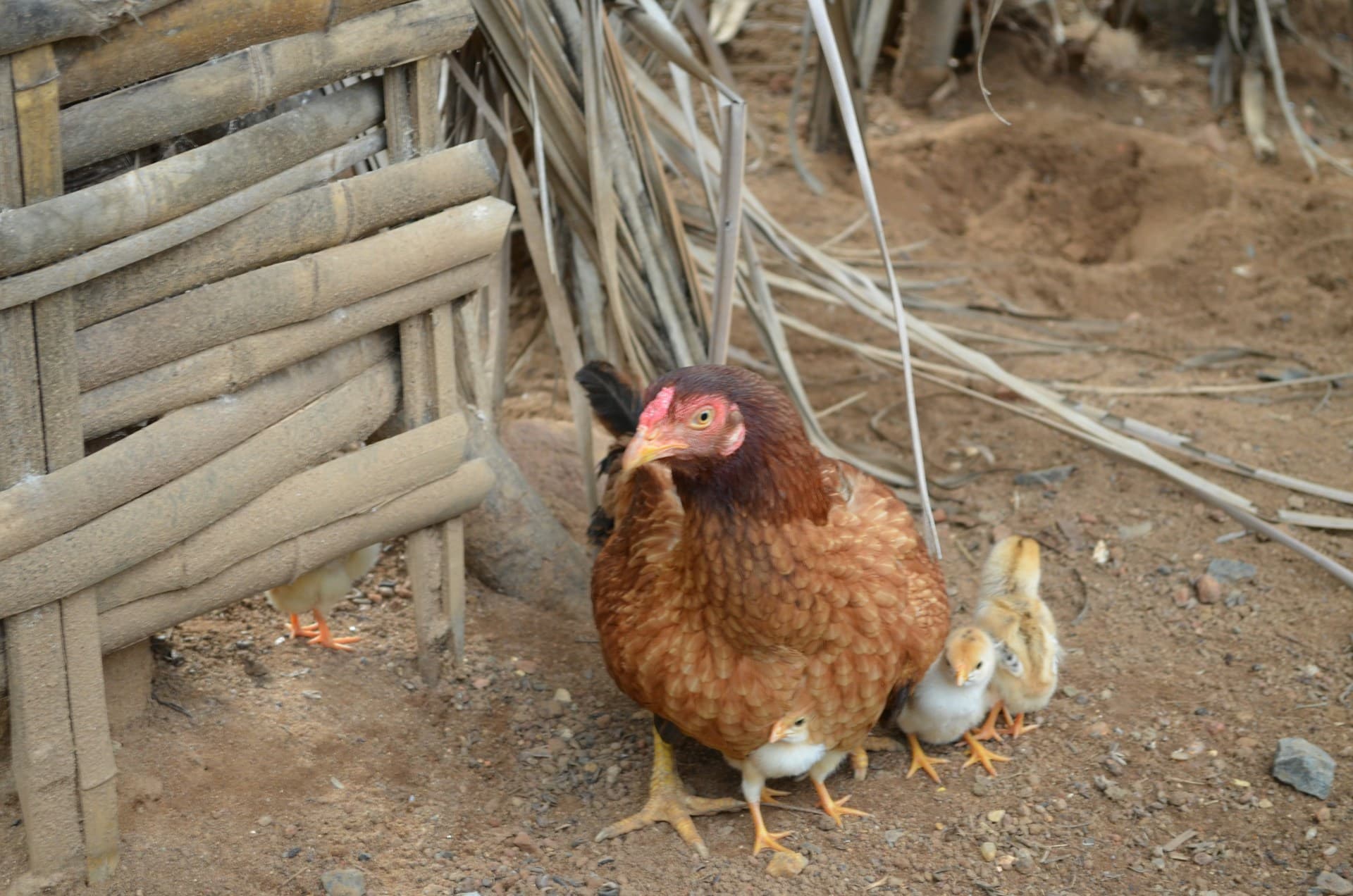 BOA Urged to Improve Credit Access Across Nigeria’s Agricultural Sector
