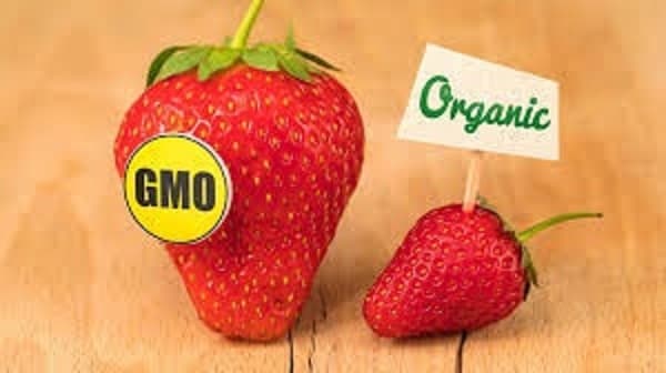 Genetically Modified Crops: Benefits, Risks, and Future of Agriculture