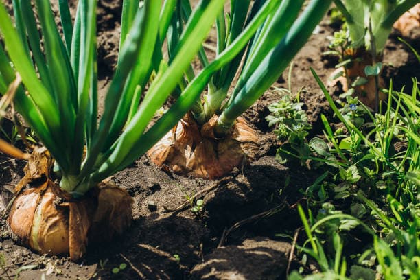 Onion Production Secrets: 7 Proven Ways to Improve Yield and Storage Life