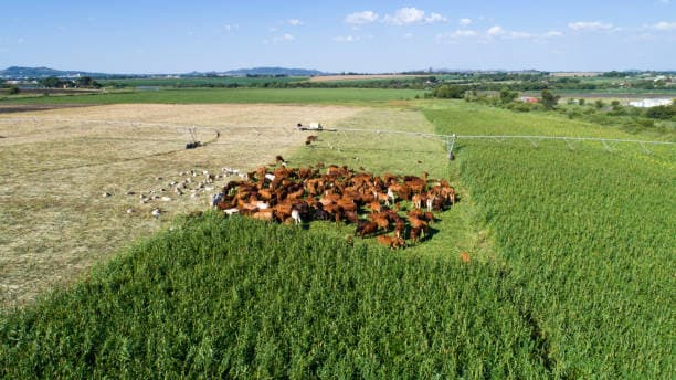 Integrated Farming System: A Sustainable Approach to Modern Agriculture