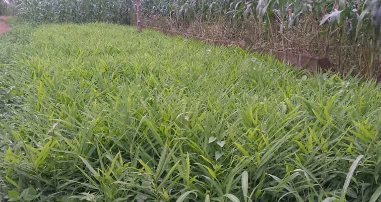 Kaduna ginger farmers reap gains from child labour project, seek expansion