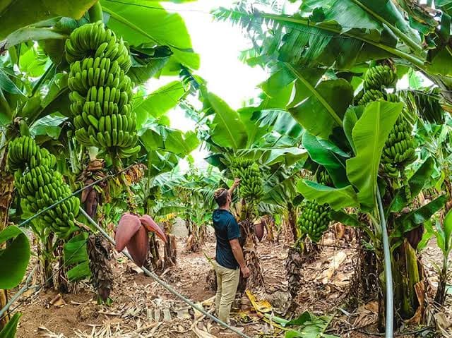 HOW TO GROW TISSUE CULTURE BANANAS FOR PROFIT:
