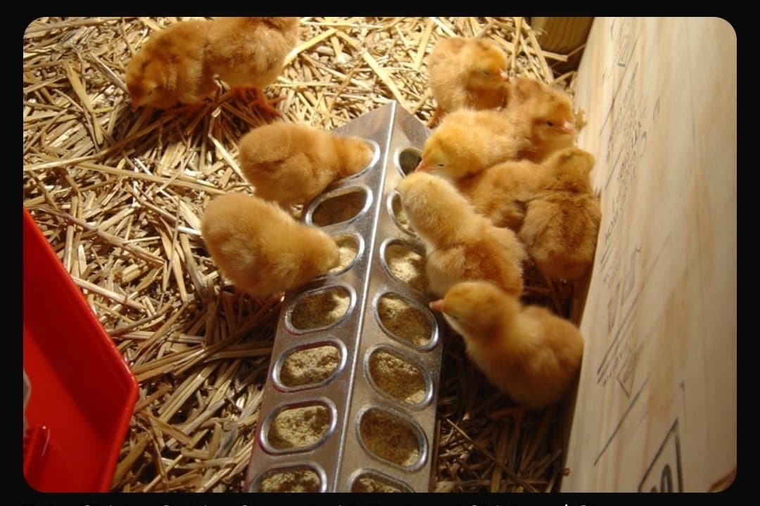 BIG MISTAKES FARMERS MAKE WHEN NEW CHICKS ARRIVE