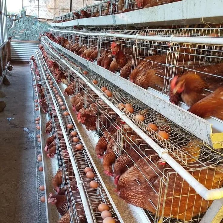 LAYER HEN