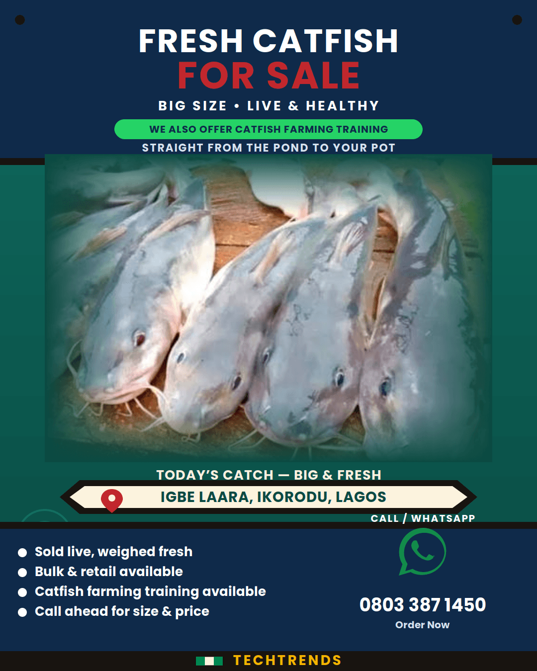 catfish farming in nigeria
